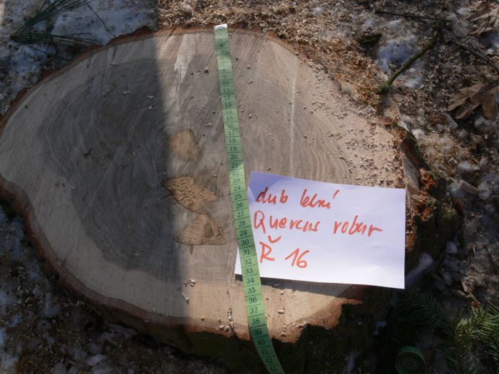dub letní Quercus robur, pařez 2